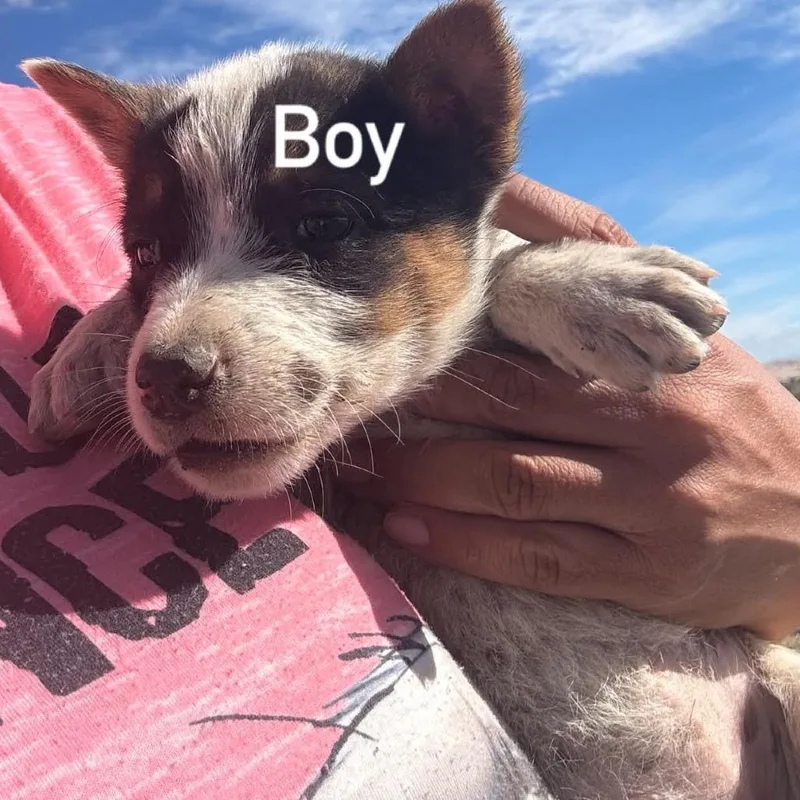 A baby medium-sized male Cattle Dog dog named Can Opener for adoption in Tacoma, WA