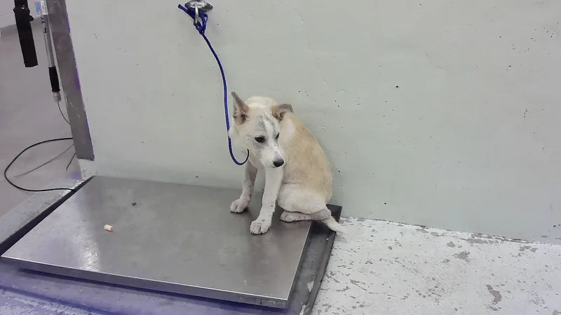 A baby medium-sized male Husky dog named Lalito for adoption in Houston, TX