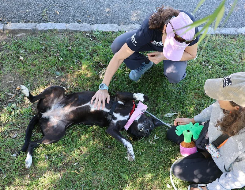 An adult medium-sized female Labrador Retriever dog named Stevie for adoption in Harrison, NY