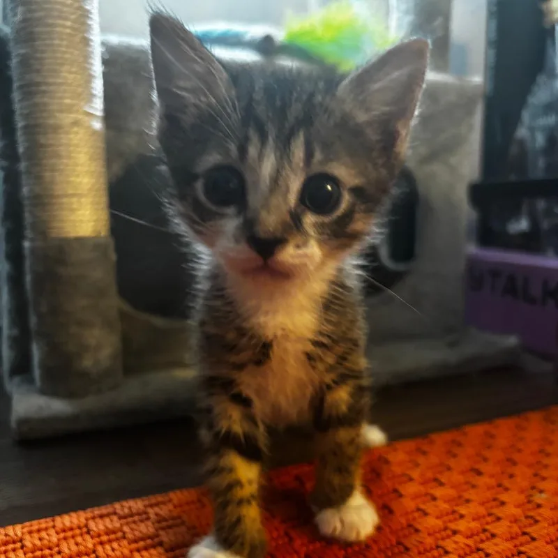 A baby small-sized male Domestic Short Hair cat named Rob for adoption in Gainesville, FL