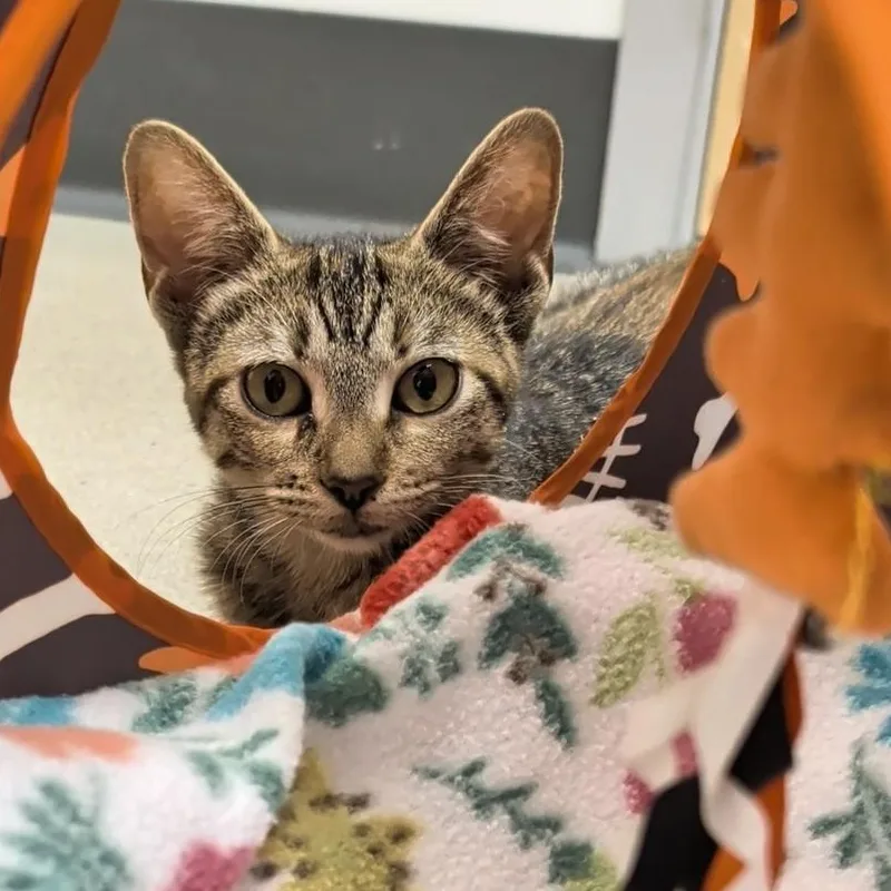 A young small-sized female Torbie Domestic Short Hair cat named Sméagol for adoption in Cat Spring, TX