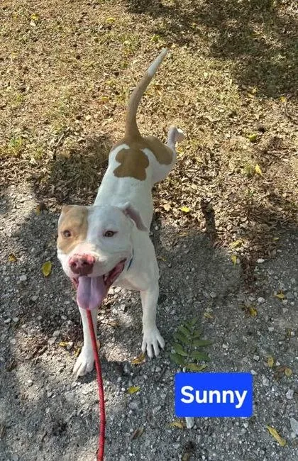 An adult large-sized male Staffordshire Bull Terrier dog named Sunny for adoption in Clinton, MO