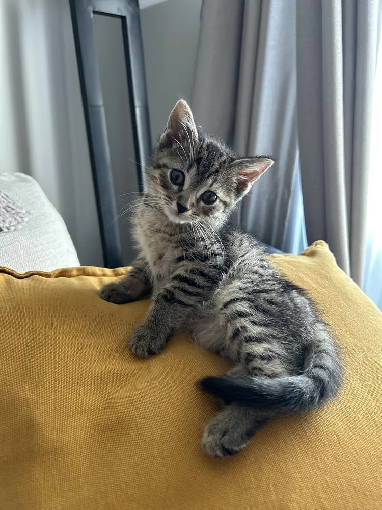 A baby small-sized male Domestic Short Hair cat named Yoshi for adoption in Ferndale, MI