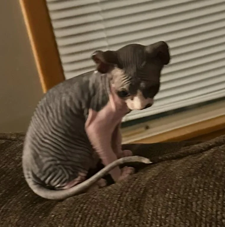 Pepper thumbnail 2