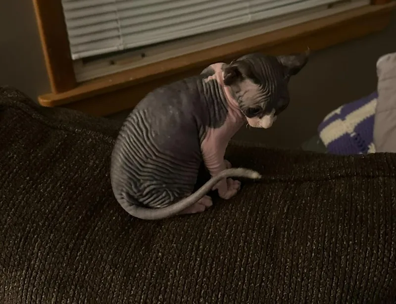 Pepper thumbnail 3