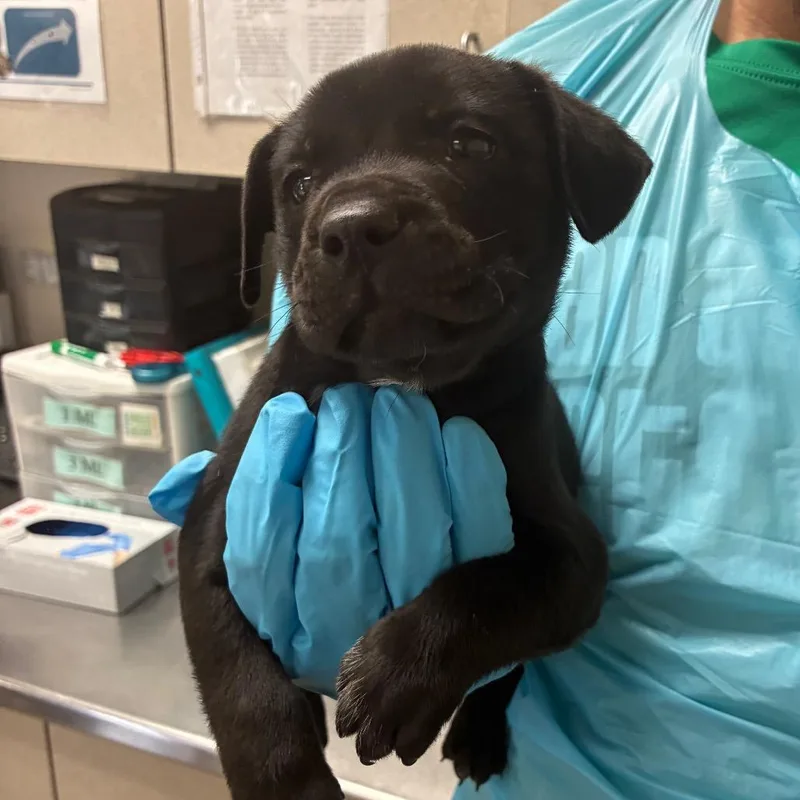 A baby medium-sized female Black Labrador Retriever dog named Raven for adoption in San Antonio, TX