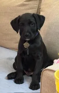 A baby large-sized male Black Poodle dog named Shasta for adoption in Racine, WI