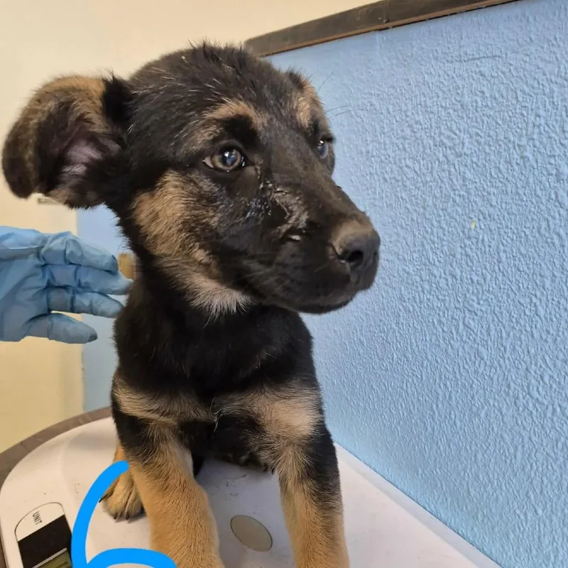 A baby medium-sized female Black Mixed Breed dog named Taco Bella for adoption in Austin, TX