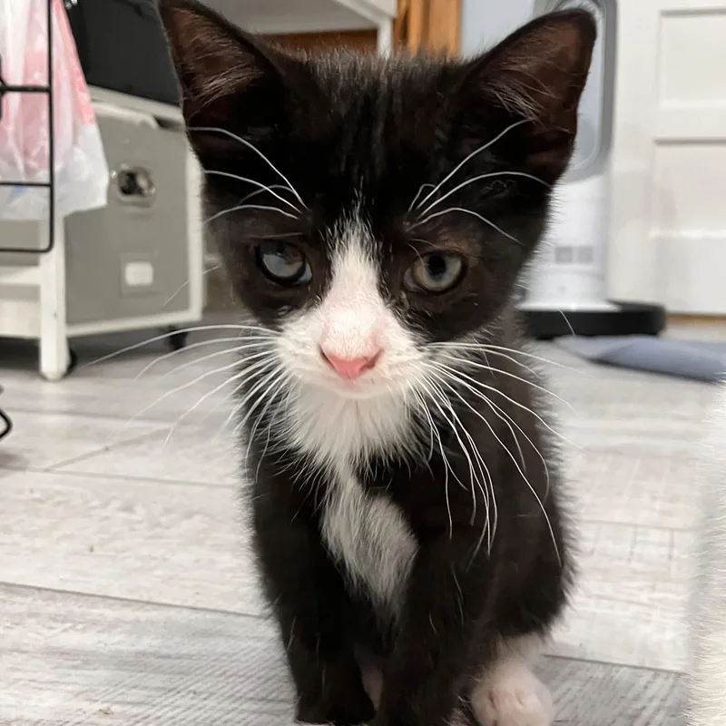 A baby medium-sized female Black & White / Tuxedo Tuxedo cat named Marigold for adoption in Moriches, NY
