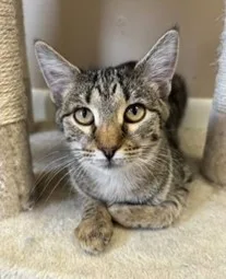 A baby small-sized female Tabby (Brown / Chocolate) Domestic Short Hair cat named Pepper for adoption in Hawthorne, NJ