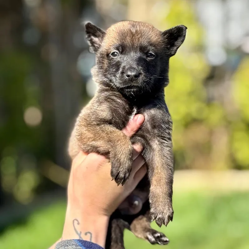 A baby small-sized female Brown / Chocolate Belgian Shepherd / Malinois dog named Charlie for adoption in Bellingham, WA