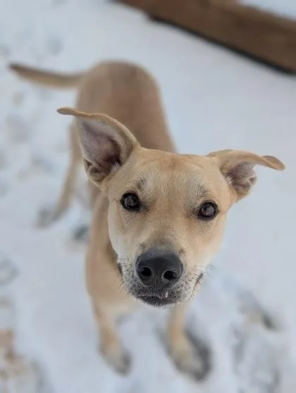 A young medium-sized female Mixed Breed dog named Soleil for adoption in Divide, CO