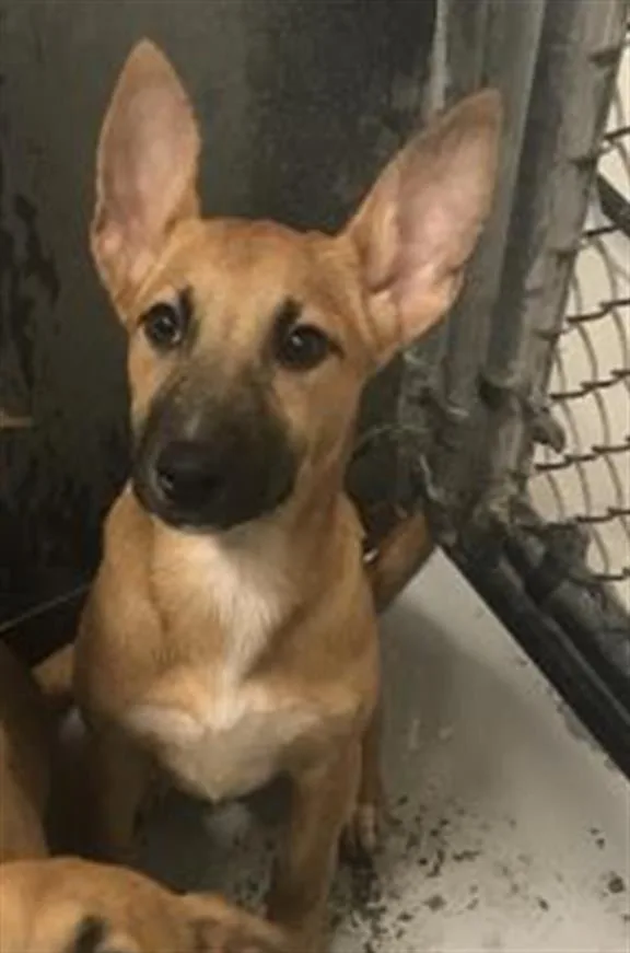 A baby small-sized female Belgian Shepherd / Malinois dog named Giggle for adoption in Conroe, TX