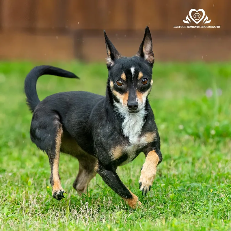 An adult small-sized female Black Chihuahua dog named Bonnie for adoption in Tomball, TX
