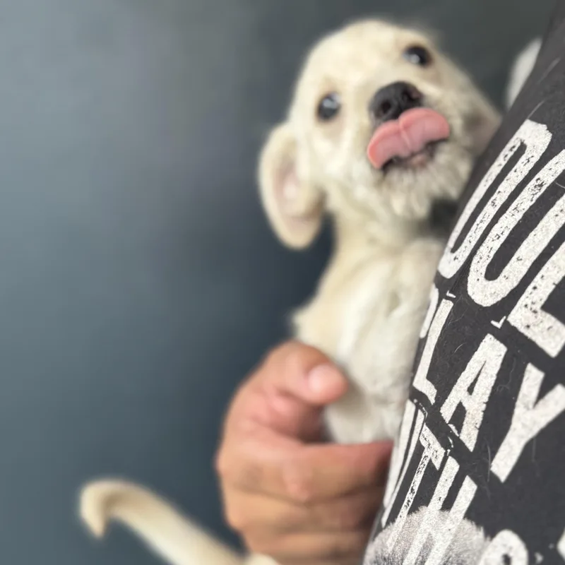 A baby small-sized male Apricot / Beige Dachshund dog named Garrett for adoption in San Juan, PR