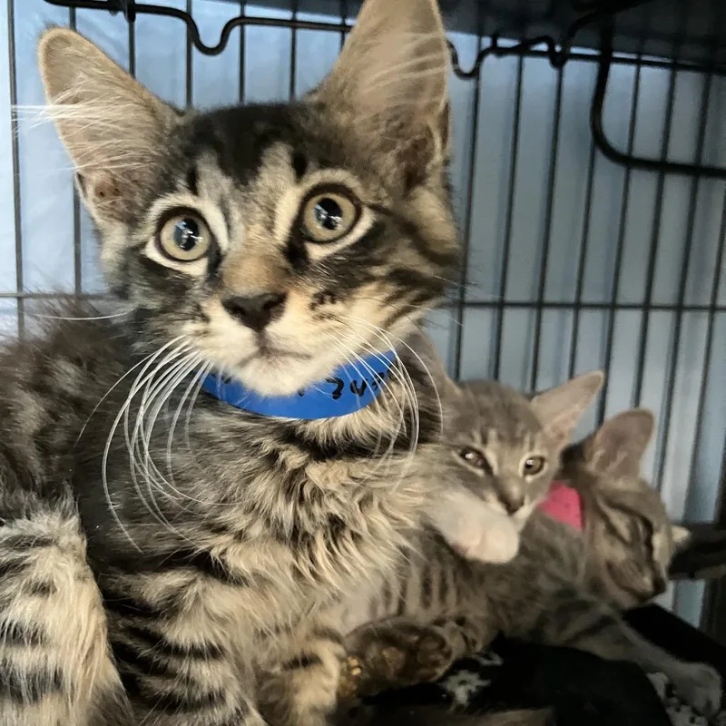 A baby small-sized male Brown / Chocolate Domestic Medium Hair cat named Elvis for adoption in Lakeland, FL
