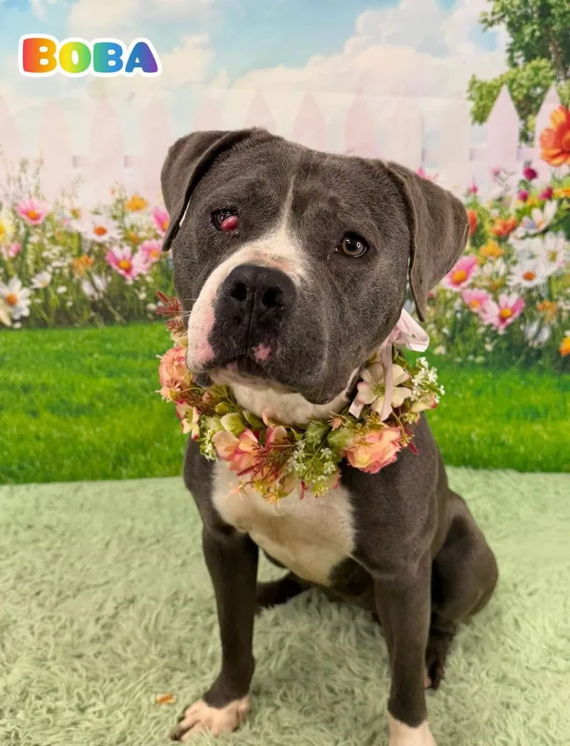 An adult medium-sized female Gray / Blue / Silver Mixed Breed dog named Boba for adoption in Flint, MI
