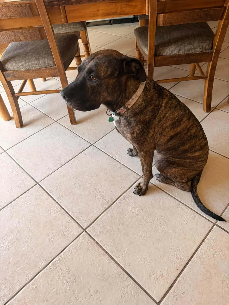 Nala