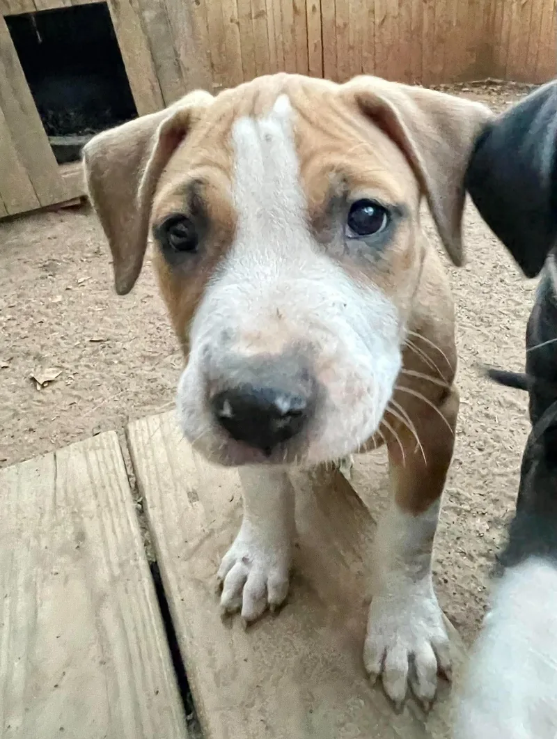A baby medium-sized male Pit Bull Terrier dog named Col for adoption in Carmel, NY