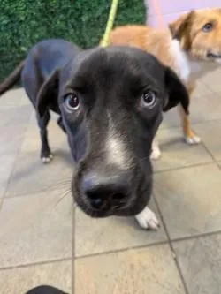 A young large-sized male Black Mixed Breed dog named 61805622 for adoption in El Paso, TX