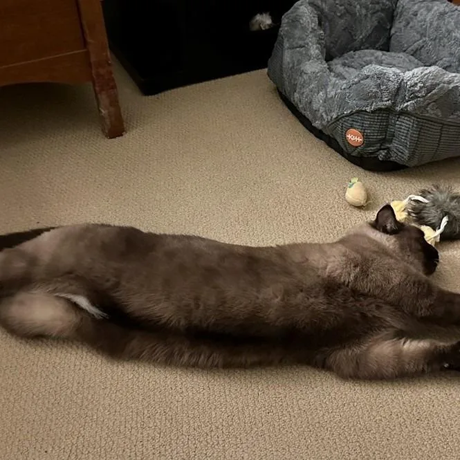 An adult extra large-sized male Siamese cat named Bentley for adoption in Cumming, GA