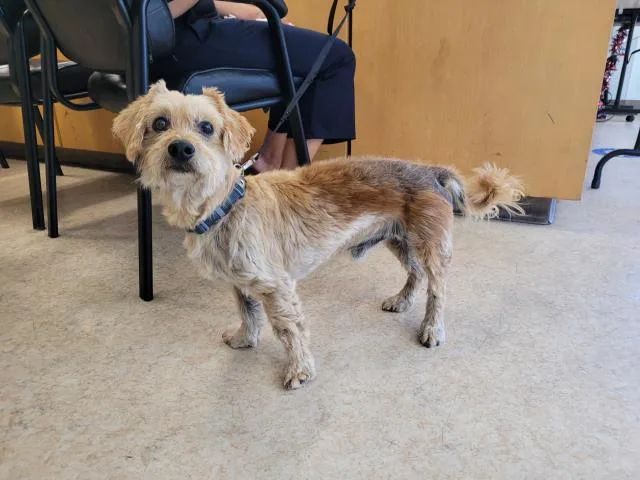 A senior medium-sized male Terrier dog named Lorenzo for adoption in San Pedro, CA