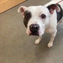 An adult large-sized male White / Cream Pit Bull Terrier dog named YORKStray for adoption in York, PA