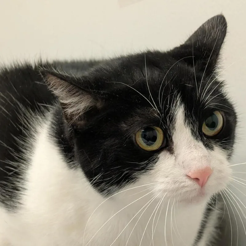 An adult large-sized female Black Domestic Short Hair cat named Cardi B for adoption in Jacksonville, FL