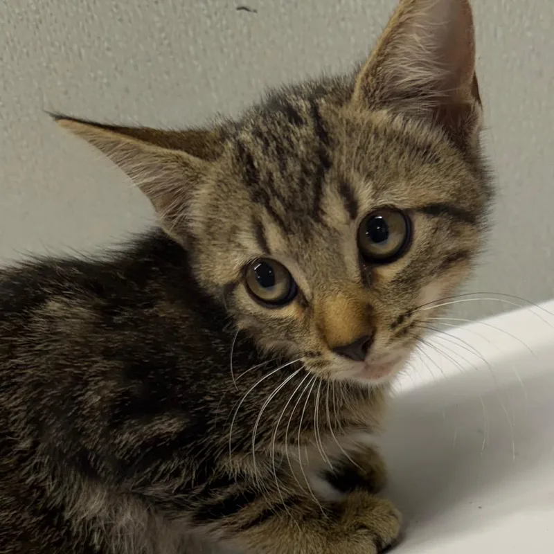 A baby small-sized female Brown / Chocolate Domestic Short Hair cat named Avery for adoption in Tampa, FL