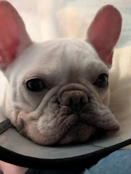 An adult small-sized female White / Cream French Bulldog dog named Opal for adoption in Casa Grande, AZ