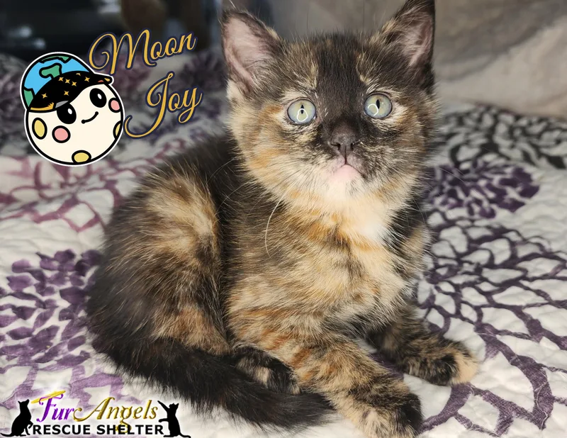 A baby medium-sized female Tortoiseshell Domestic Short Hair cat named Moon Joy for adoption in Toledo, OH