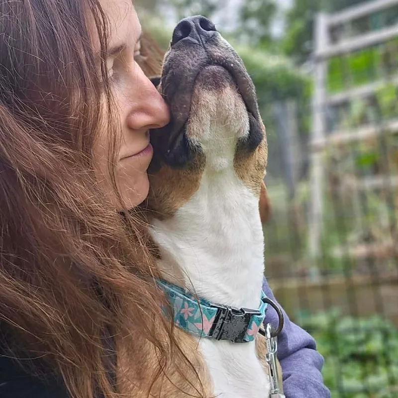 An adult medium-sized female Mixed Breed dog named Sulaco for adoption in DeKalb, IL