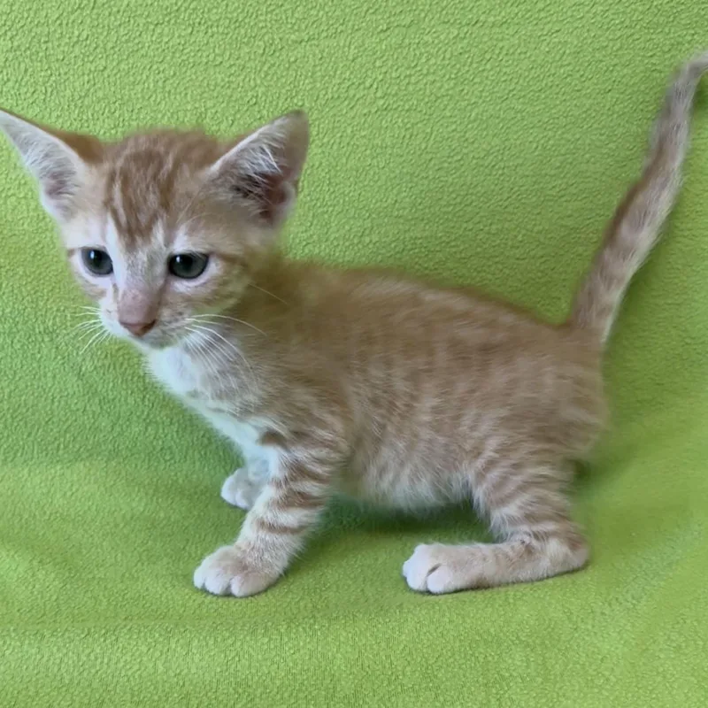 A baby medium-sized male Tabby (Orange / Red) Domestic Short Hair cat named Grog for adoption in Valdosta, GA