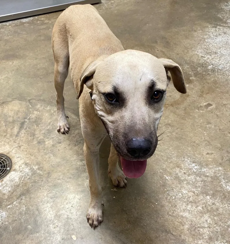 A young large-sized male Black Mouth Cur dog named Donnie for adoption in Lockhart, TX