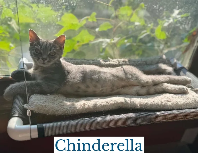 A young medium-sized female Tabby (Gray / Blue / Silver) Domestic Short Hair cat named Chinderella for adoption in Berkeley Springs, WV