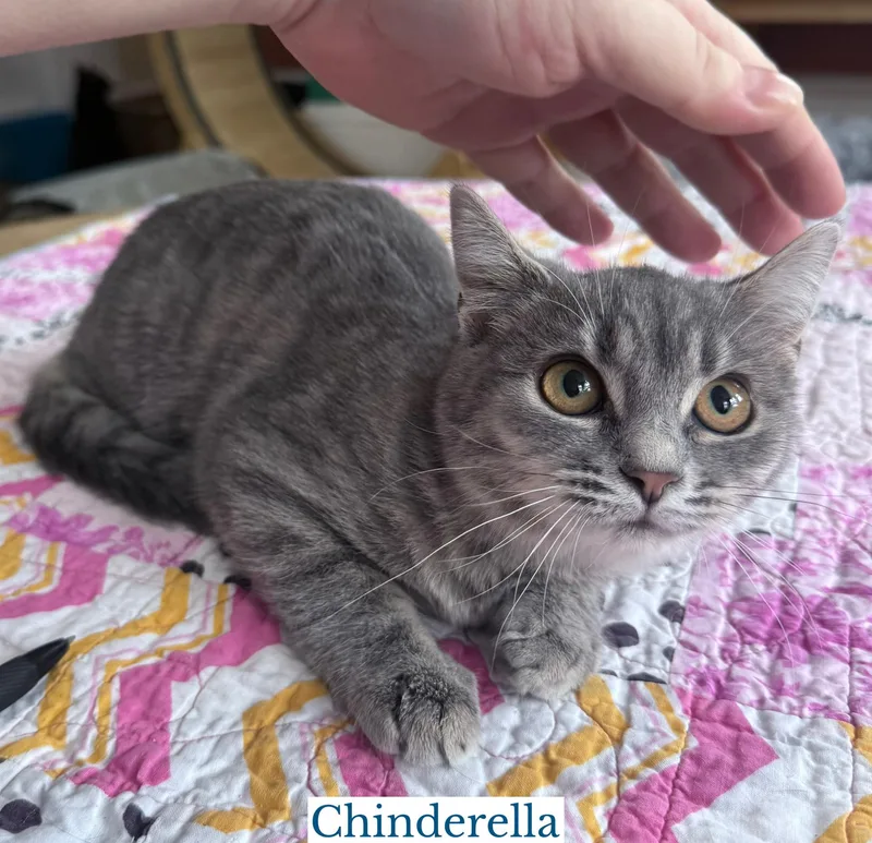 Chinderella thumbnail 2