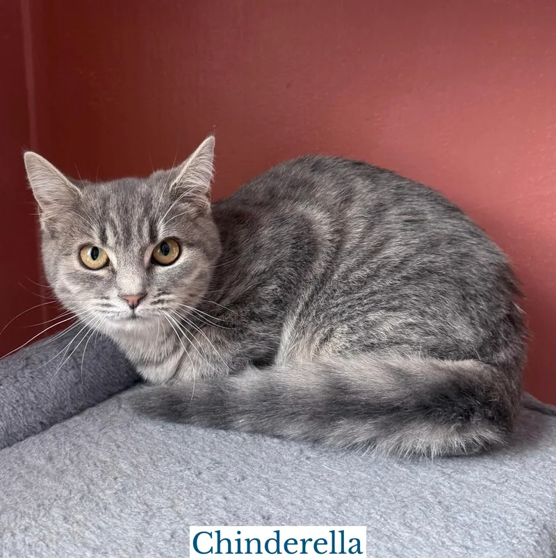 Chinderella thumbnail 3