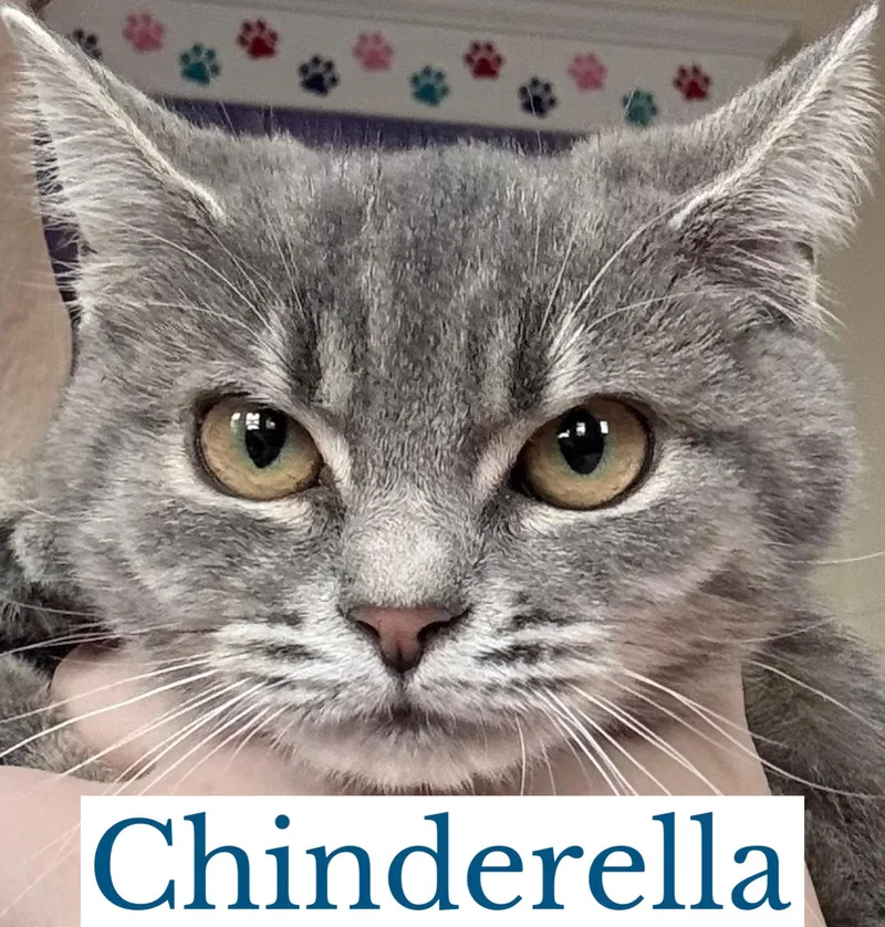 Chinderella thumbnail 4