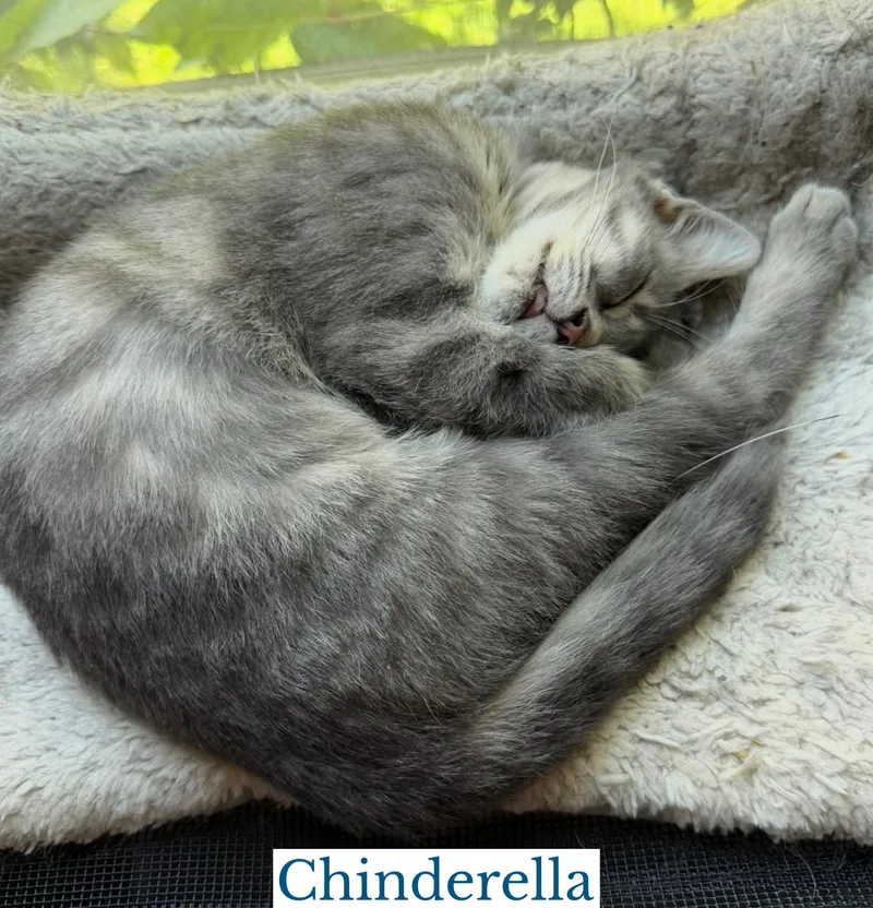 Chinderella thumbnail 5