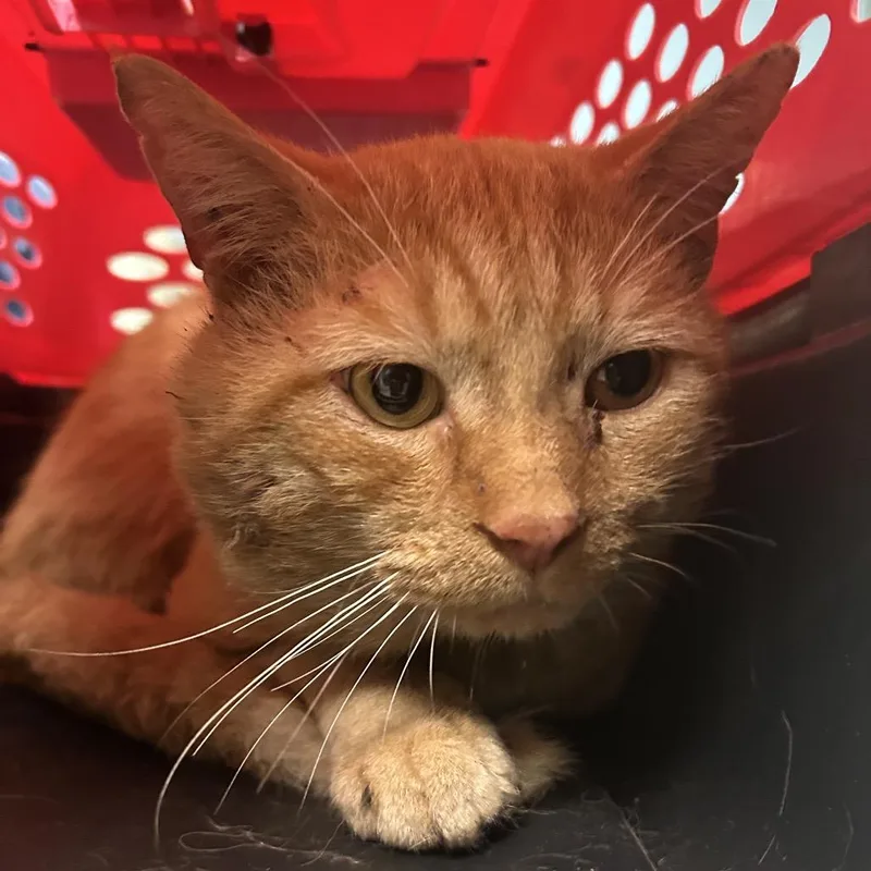 An adult medium-sized male Orange / Red Domestic Short Hair cat named Tonka for adoption in Charleston, WV