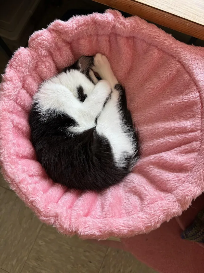 A baby medium-sized female Domestic Short Hair cat named Selene for adoption in Rochester, WA