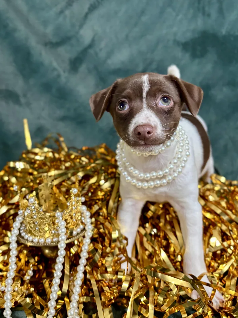 Clove  Spice Litter thumbnail 4