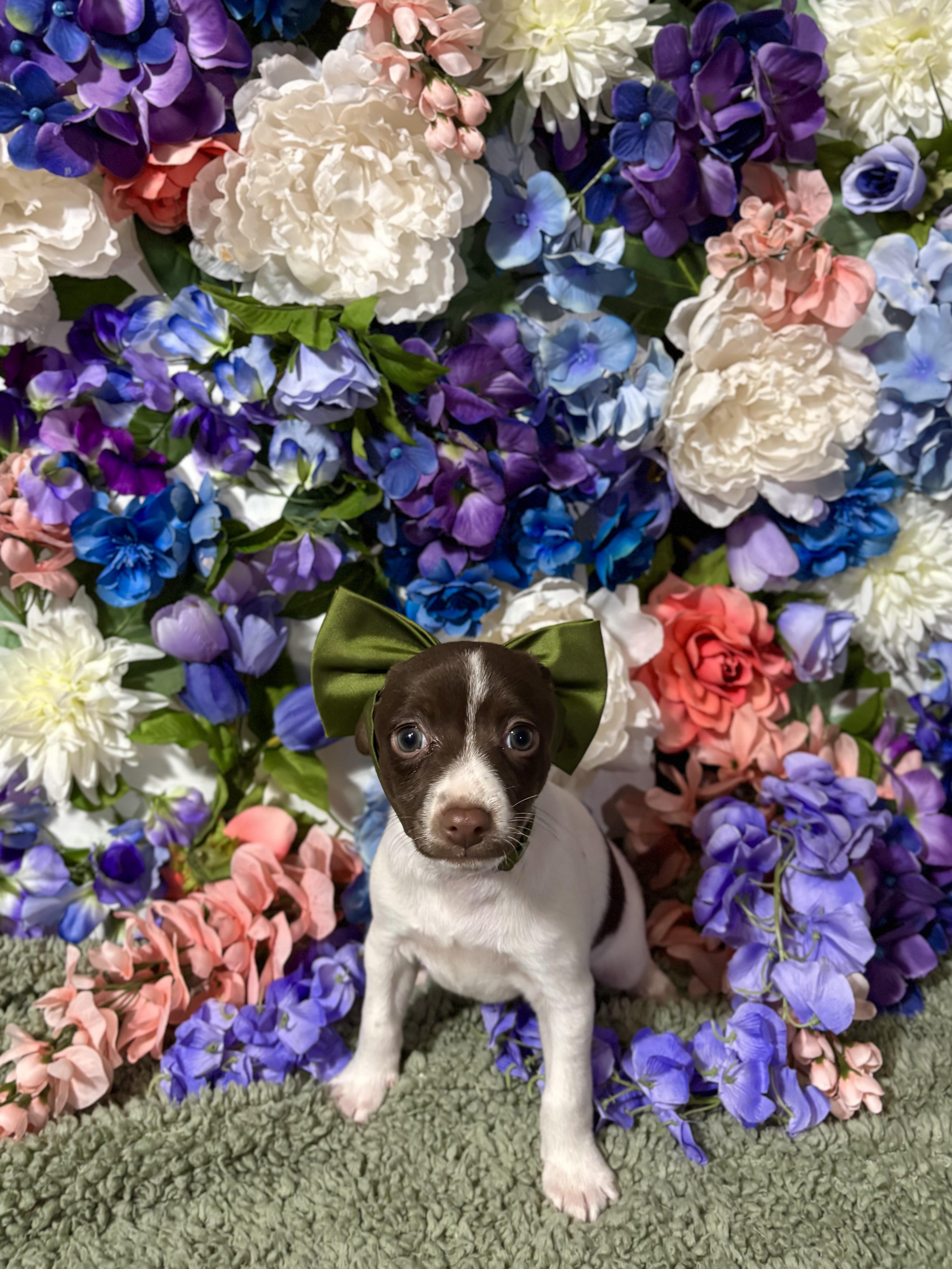 Clove  Spice Litter thumbnail 5