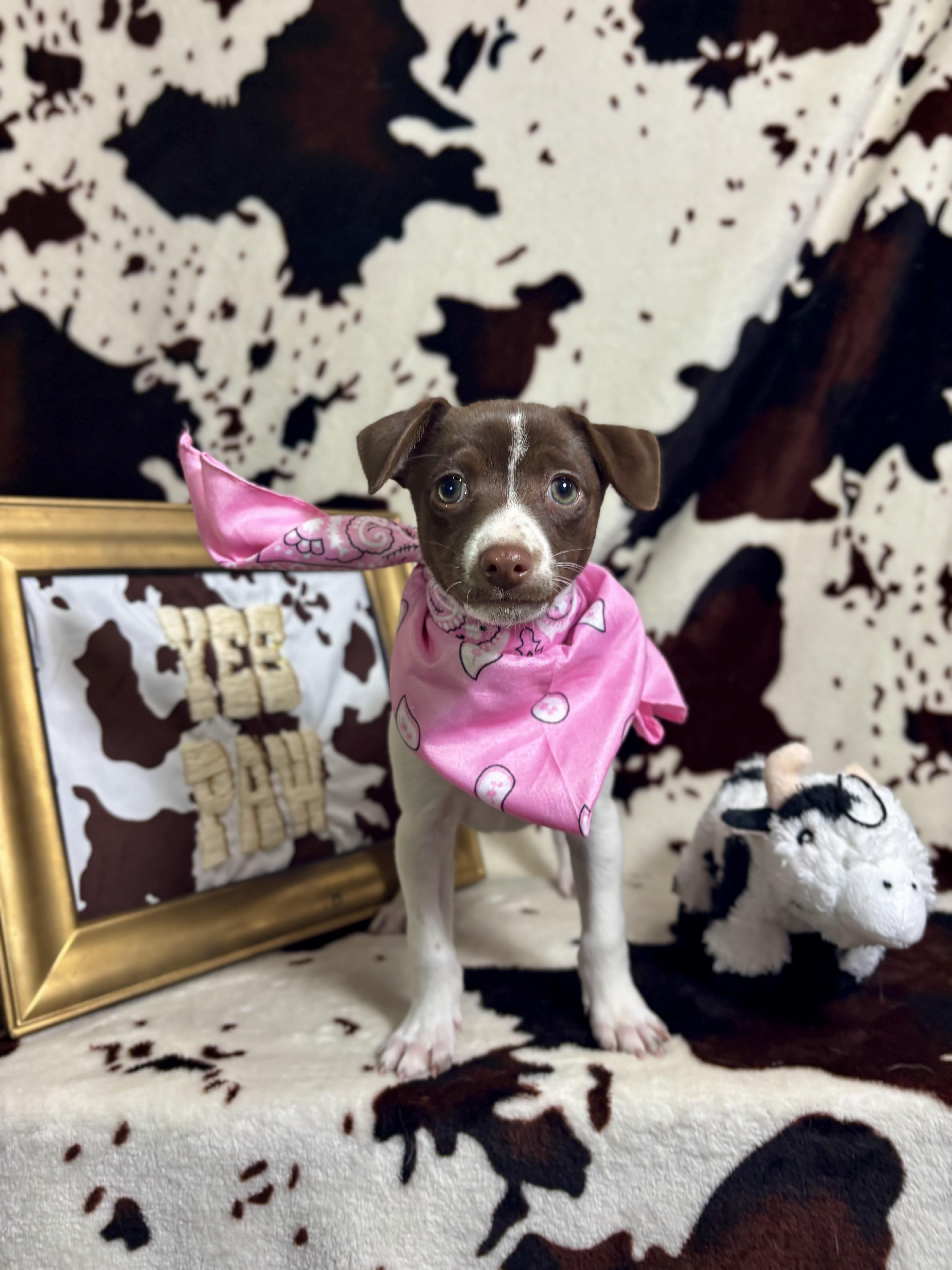 Clove  Spice Litter thumbnail 6