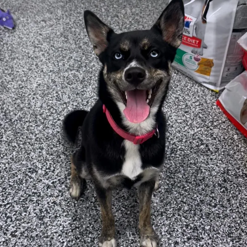 A young medium-sized female Black Australian Cattle Dog / Blue Heeler dog named Sky for adoption in Fairmont, WV
