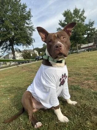 Goldfinch thumbnail 2