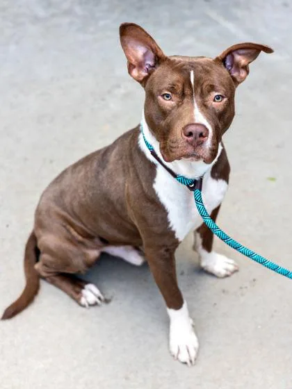 Goldfinch thumbnail 3