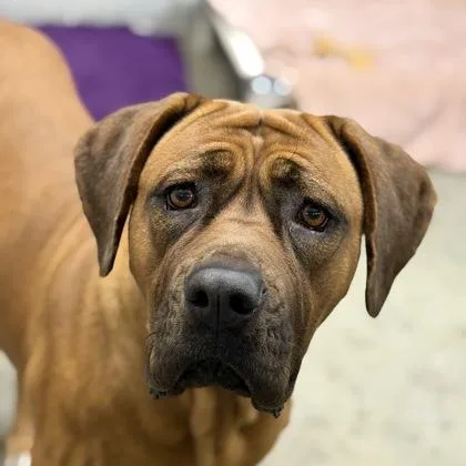 A young large-sized female Rhodesian Ridgeback dog named Loretta for adoption in Sacramento, CA
