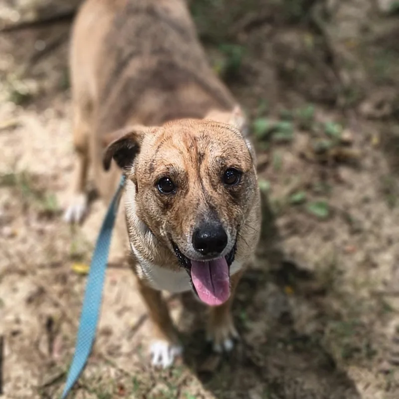 An adult medium-sized male Brown / Chocolate Mixed Breed dog named Keebler for adoption in Edwardsville, IL