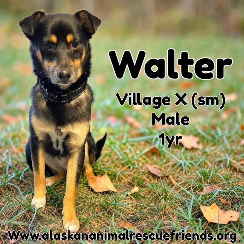 An adult small-sized male Border Collie dog named Walter for adoption in Anchorage, AK